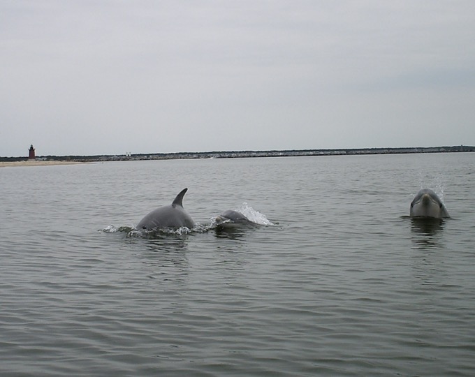 Dolphins off the beach in Lewes, Delaware