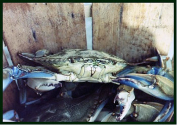 Maryland Blue Crab